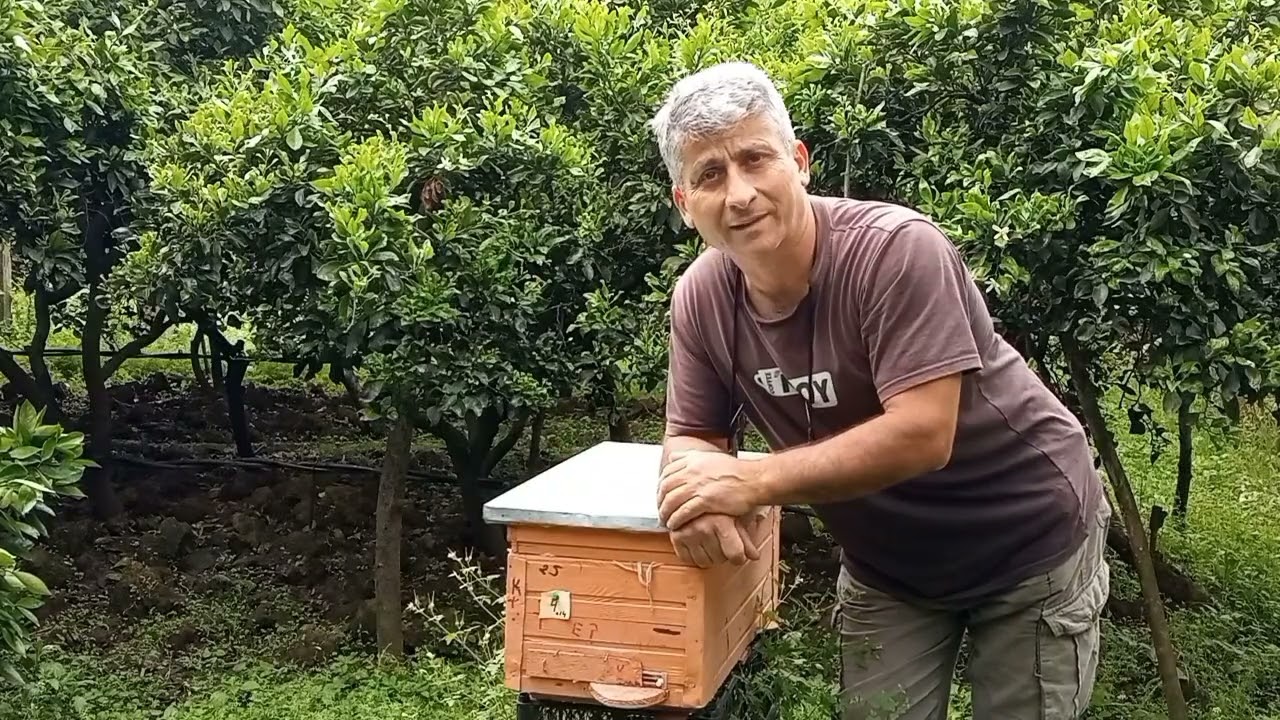 Ana arının mayalanma uçuşu və yumurta qoyması beçə gün çəkir.