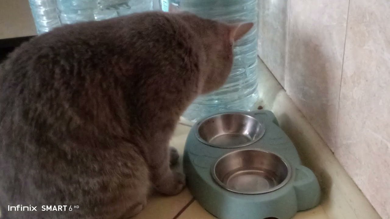 Наблюдаю за своим котом! Что он делает!?