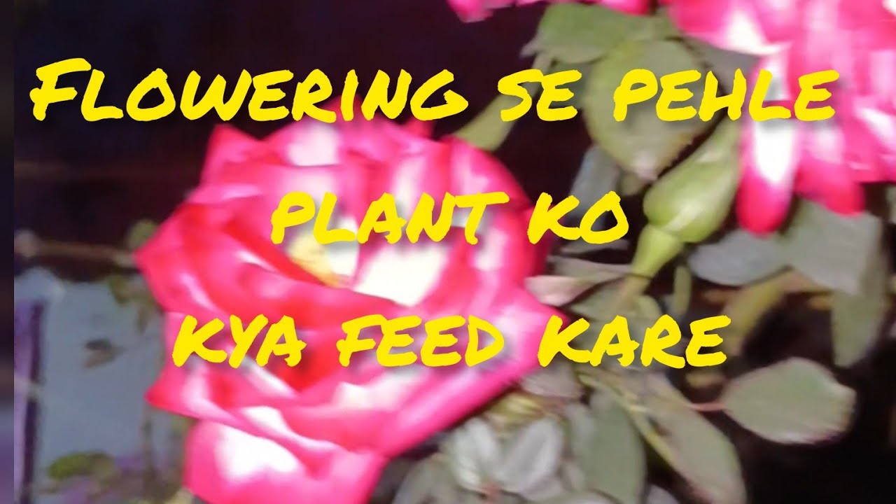  /flowering /stage per (n.p.k .)feed phool aaenge/ jyada Se jyada/ aur bada /dekhen/ video
