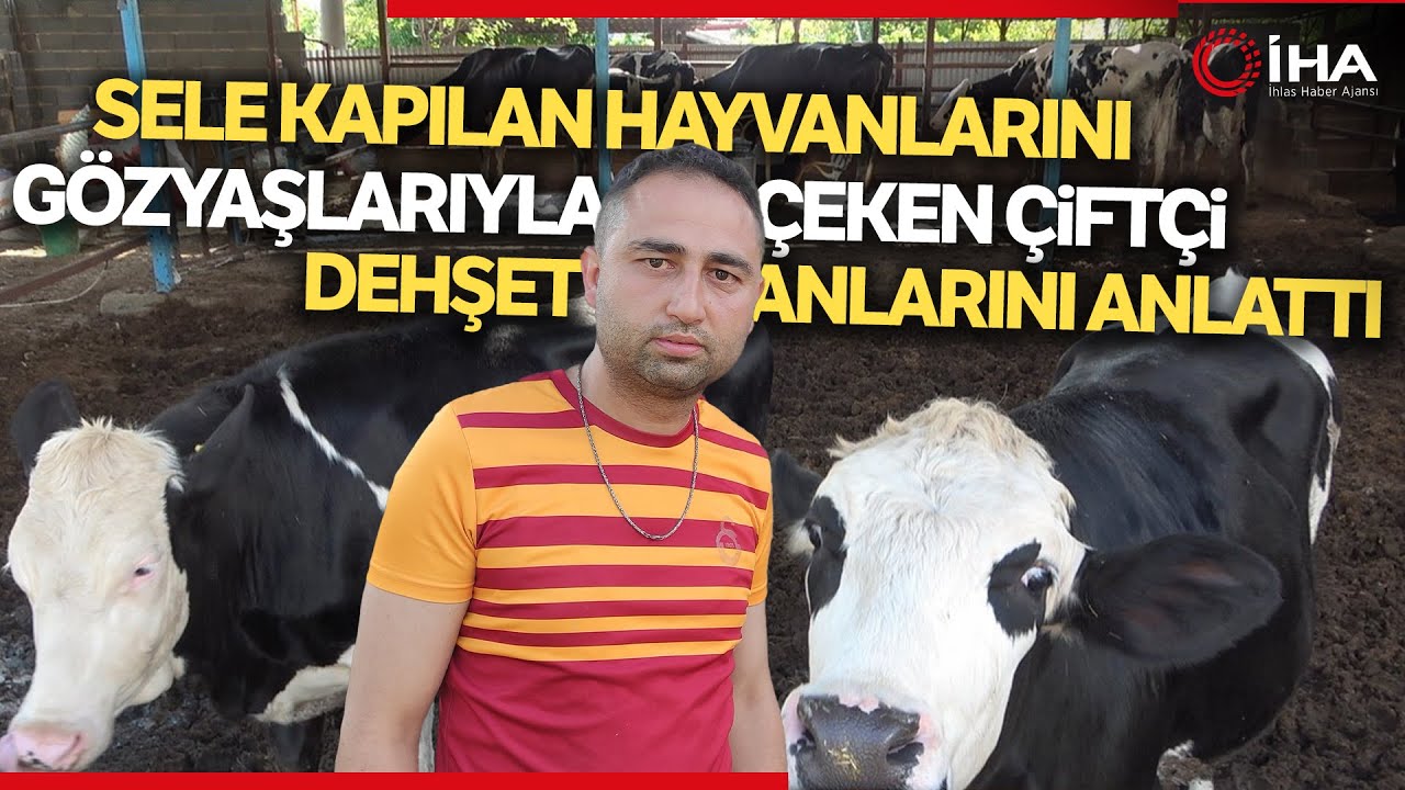 Bir Çiftçinin Çaresizliği! Sele Kapılan Hayvanlarını Gözyaşlarıyla Çekti