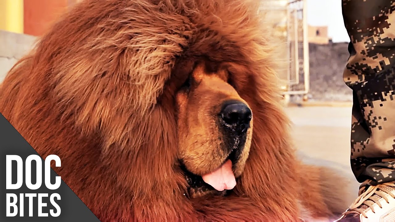Tibetan Mastiff - The World's  Most Expensive Dog | Did You Know? | Doc Bites