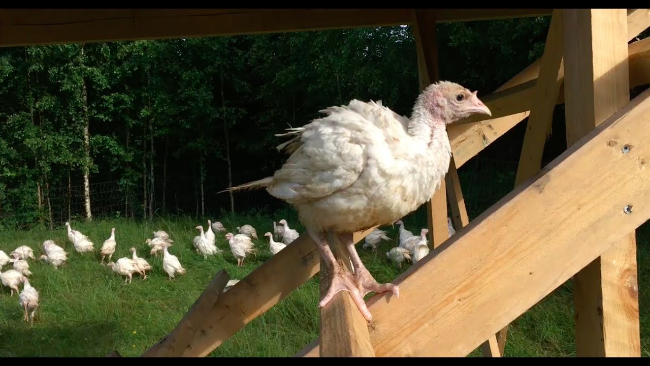 S4 ● E68 Turkeys on Pasture, Stringing Hops and Keyline Design Training...