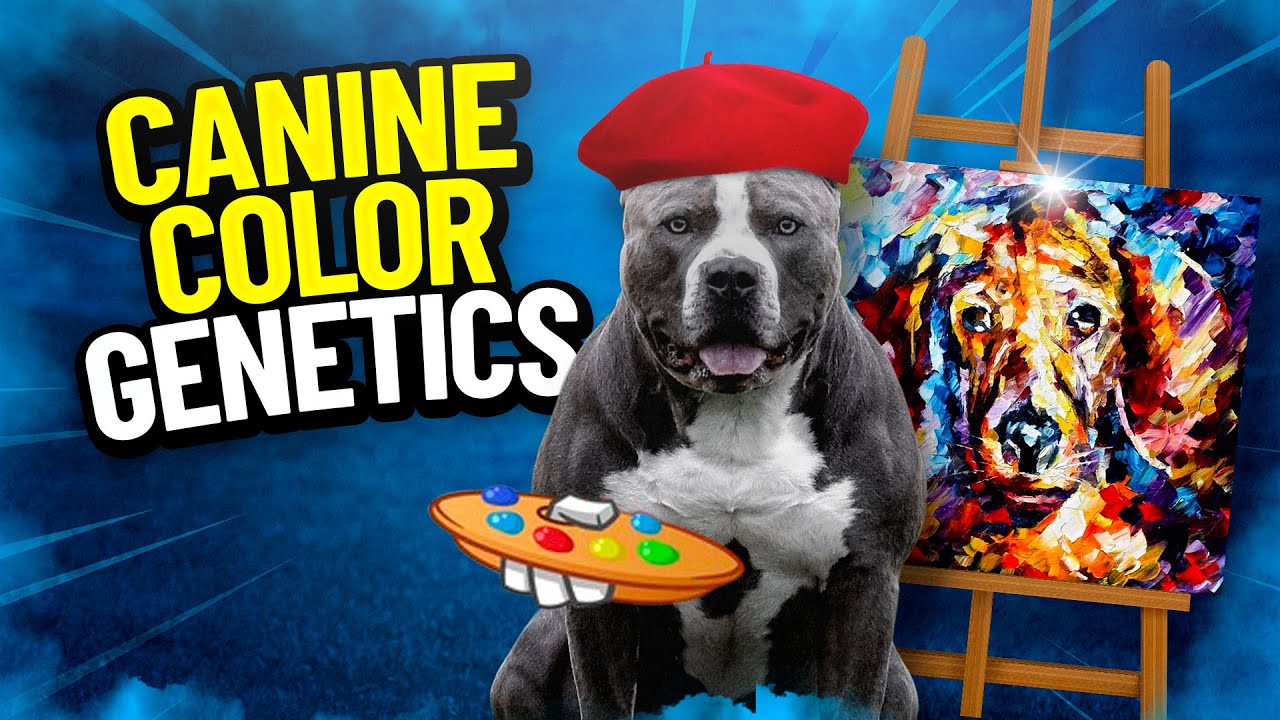 Champ Gio | Dog Coat Color Genetics Explained | Dog Color Genetics | Dog Coat Colors