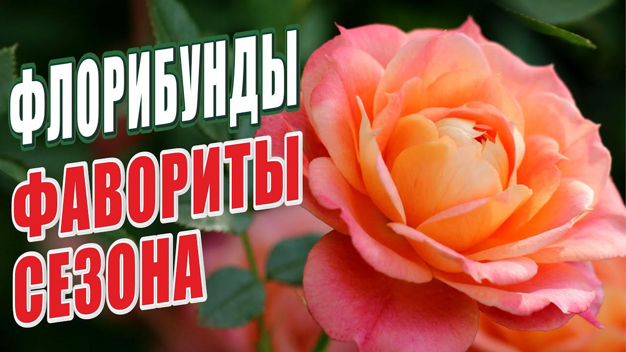 РОЗЫ ГРУППЫ - ФЛОРИБУНДЫ. ФАВОРИТЫ СЕЗОНА. РОЗЫ В САДУ. ЛУЧШИЕ РОЗЫ СЧАСТЛИВОГО САДОВОДА