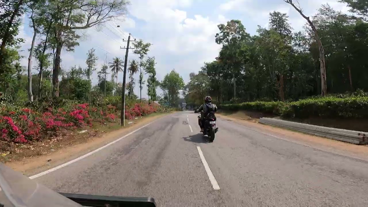 Coorg blooms