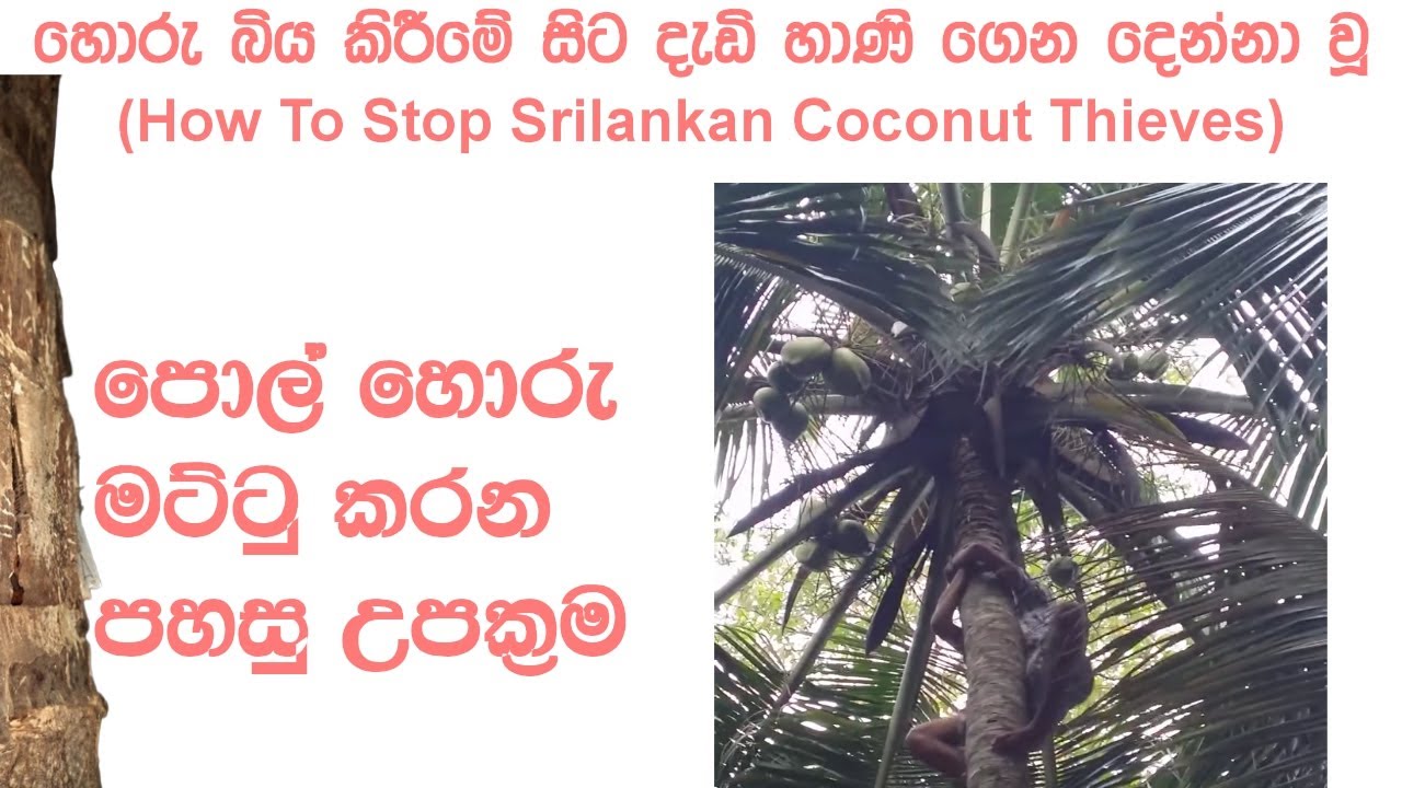පොල් හොරු මට්ටු කරන පහසු උපක්‍රම | How To Stop Coconut Thieves In Sinhala