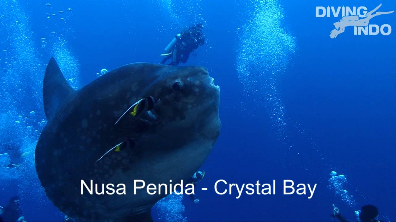 Nurkowanie na Bali z diving-indo, crystal bay