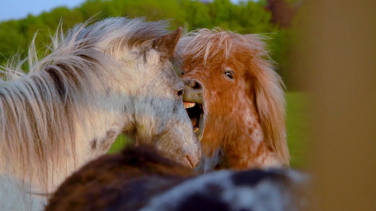 SONY A7 III footage The Spring Time-lovely ponys
