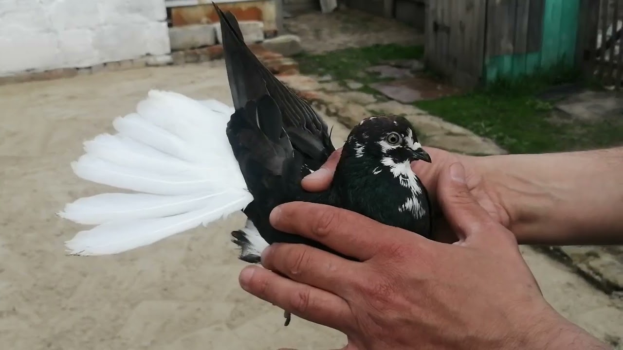 Небольшой обзор.