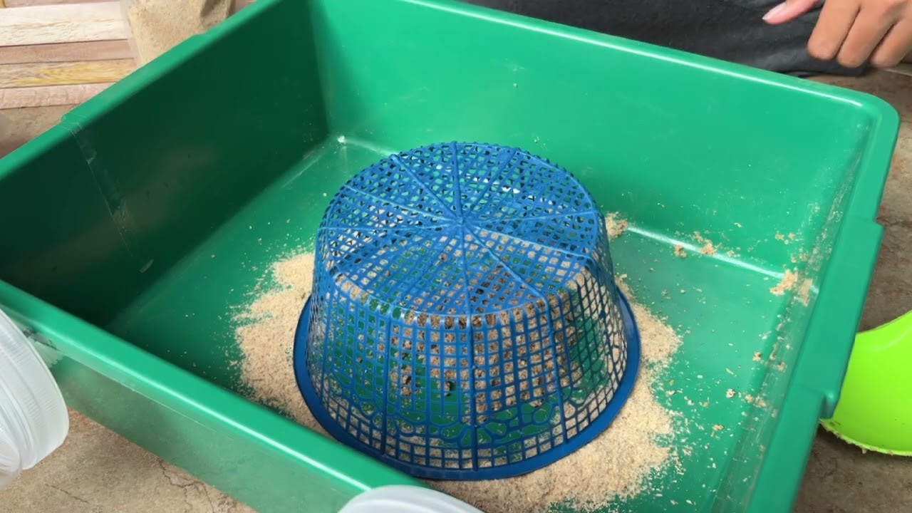 Video Tutorial Budidaya Maggot