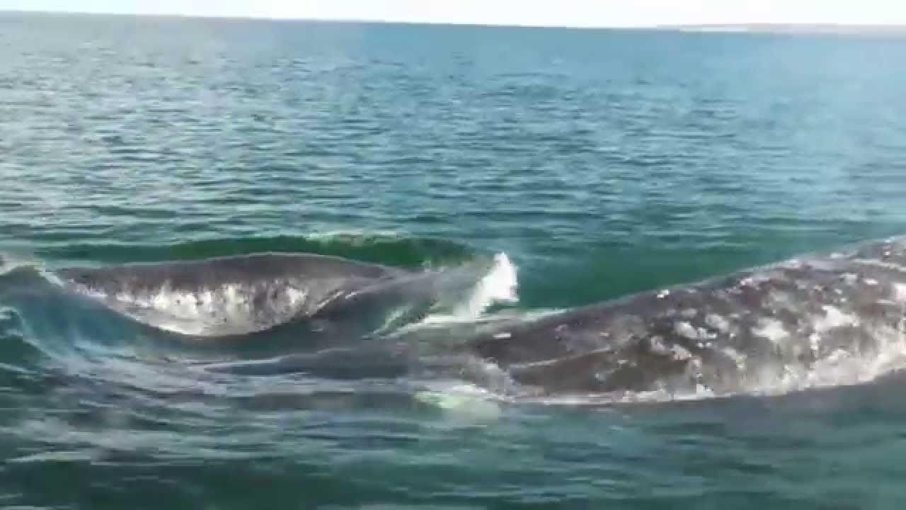 Gray Whales of Baja California
