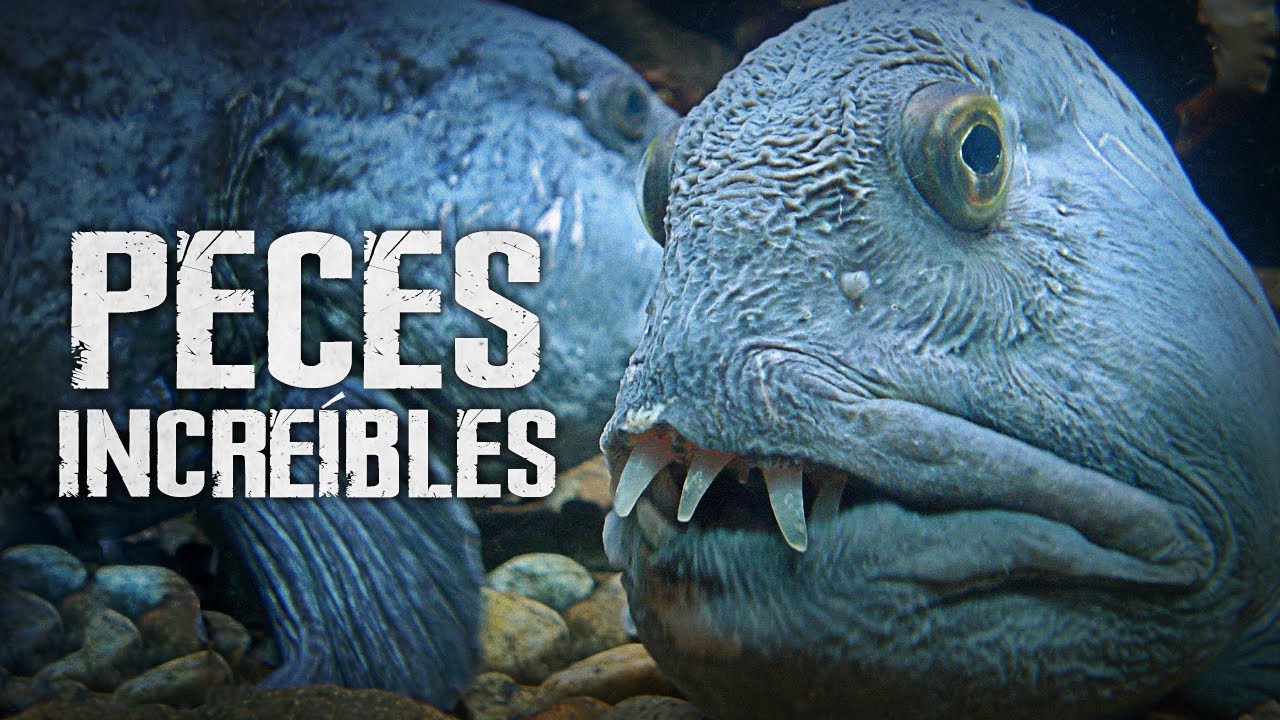Peces INCRE&Iacute;BLES &middot; DOCUMENTAL [SD]