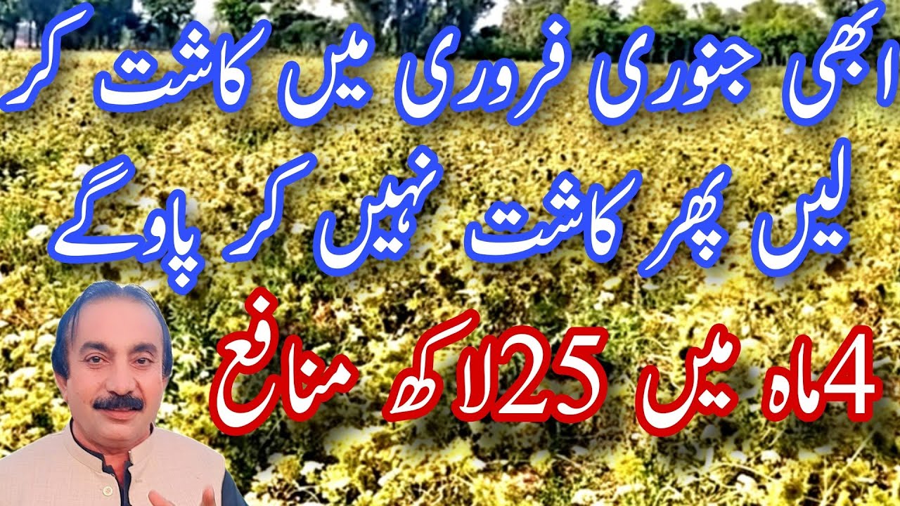 پھر کاشت نہیں کر پاوگے ابھی جنوری فروری میں کاشت کرلو |آسان فصل خرچہ60ہزارمنافع 25لاکھ