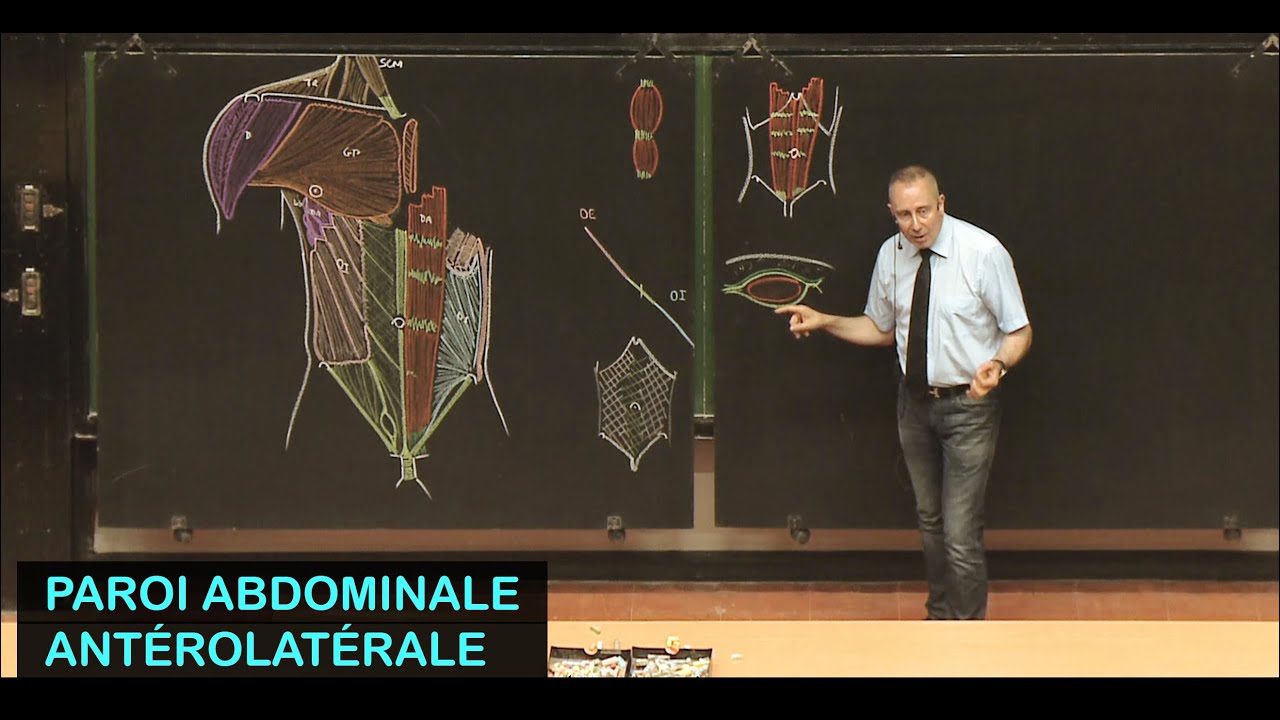 Anatomie de la paroi abdominale antérolatérale (Parois de l'abdomen 2)