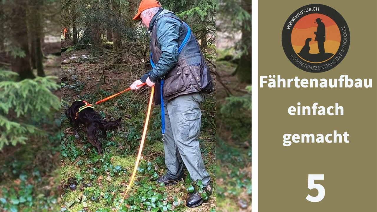 Fährtentraining mit Vani der Deutschen Wachtel-Hündin: Schweissfährte, übernacht, unmarkiert. | U.B.