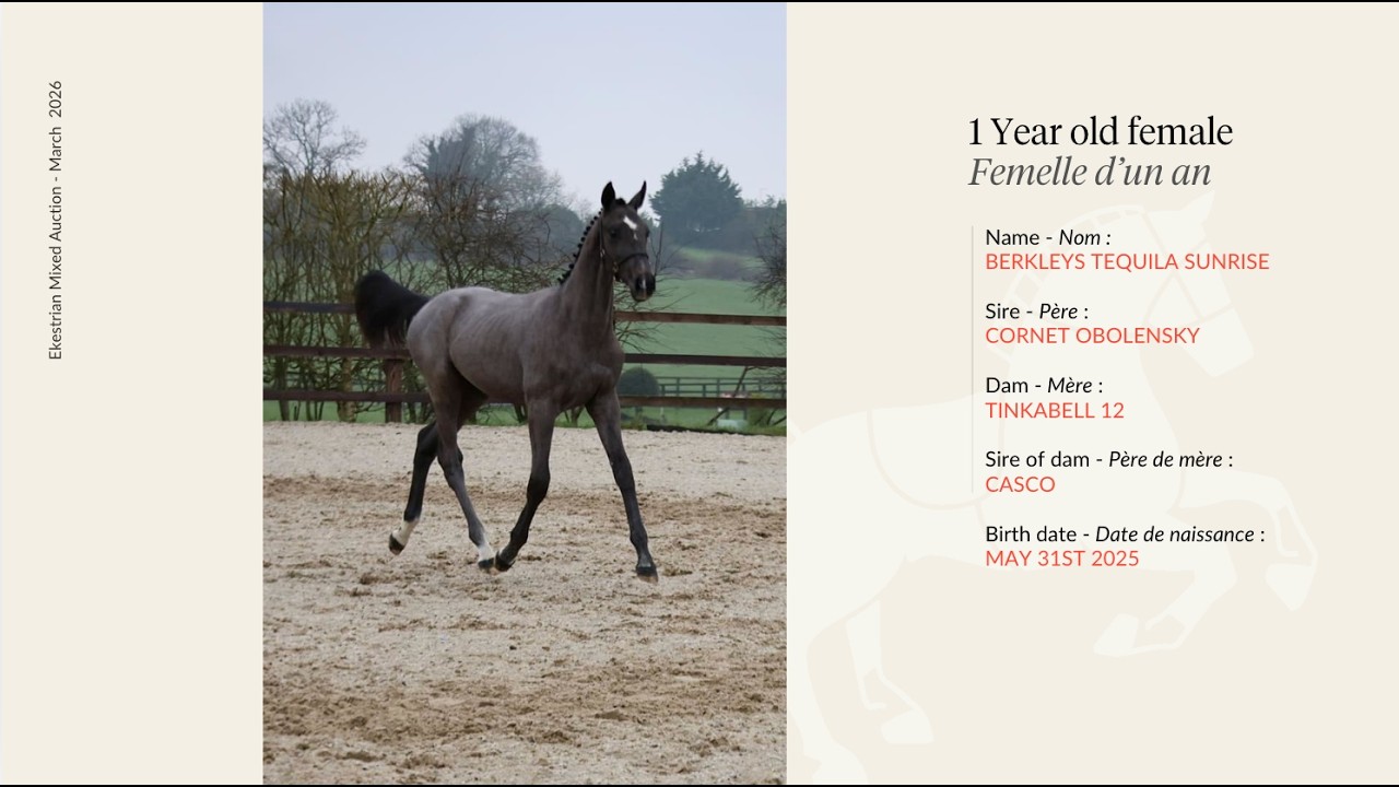 Yearling female - Cornet Obolensky X Casco