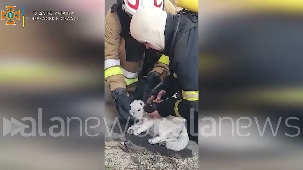 Ucraina, rianimato un gatto: era rimasto intrappolato in un appartamento in fiamme
