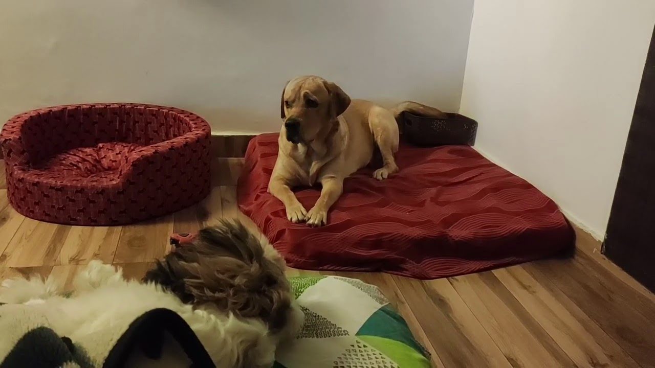Labrador MILO is Jealous & CRYING