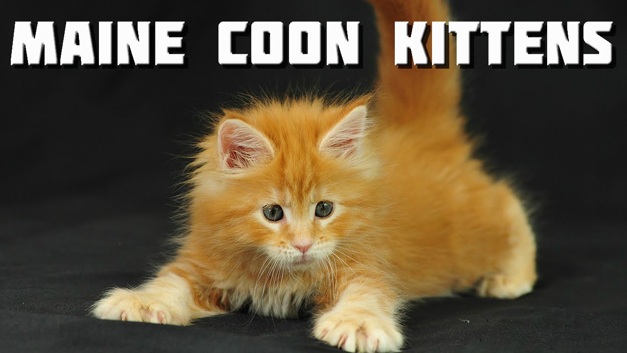 Maine Coon Videos - 10 minutes of Maine Coon Kittens