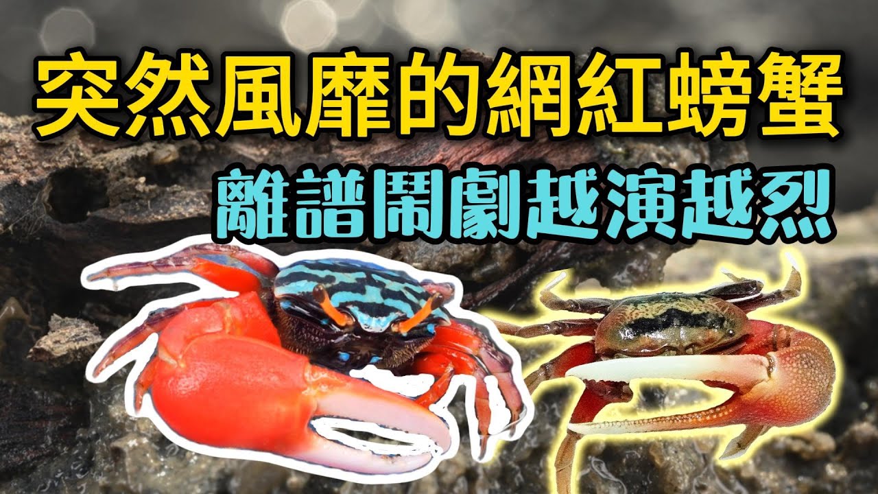 突然風靡全中國的寵物，背後竟是生態的破壞？【網紅螃蟹危機 Pet Crab Crisis】