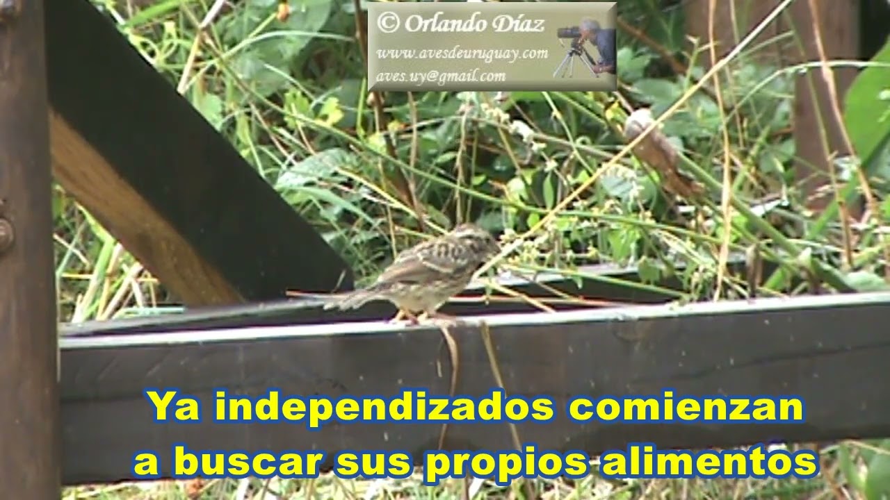CHINGOLO COM&Uacute;N   Zonotrichia capensis