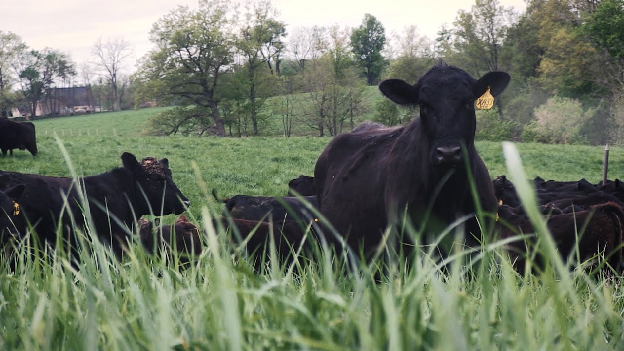 I Am Angus: Butch's Angus