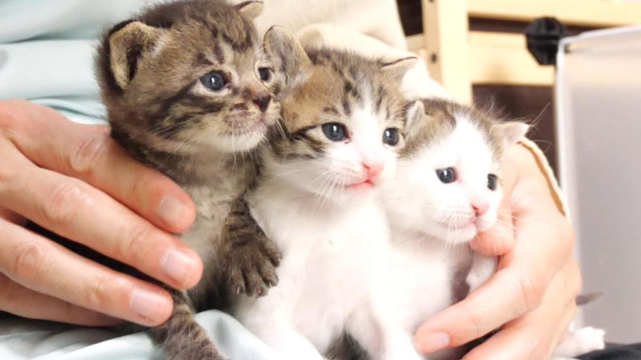 Котята, похожие на живых мягких игрушек (котята, кошки, находящиеся под охраной)