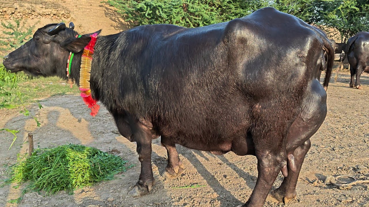  شاہدعلی بلوچ601گ ب{ 03عددبھینسیں }14اپریل2026 Top Class Pure Neli Buffalos For Sale on Eitfaaq Tv 