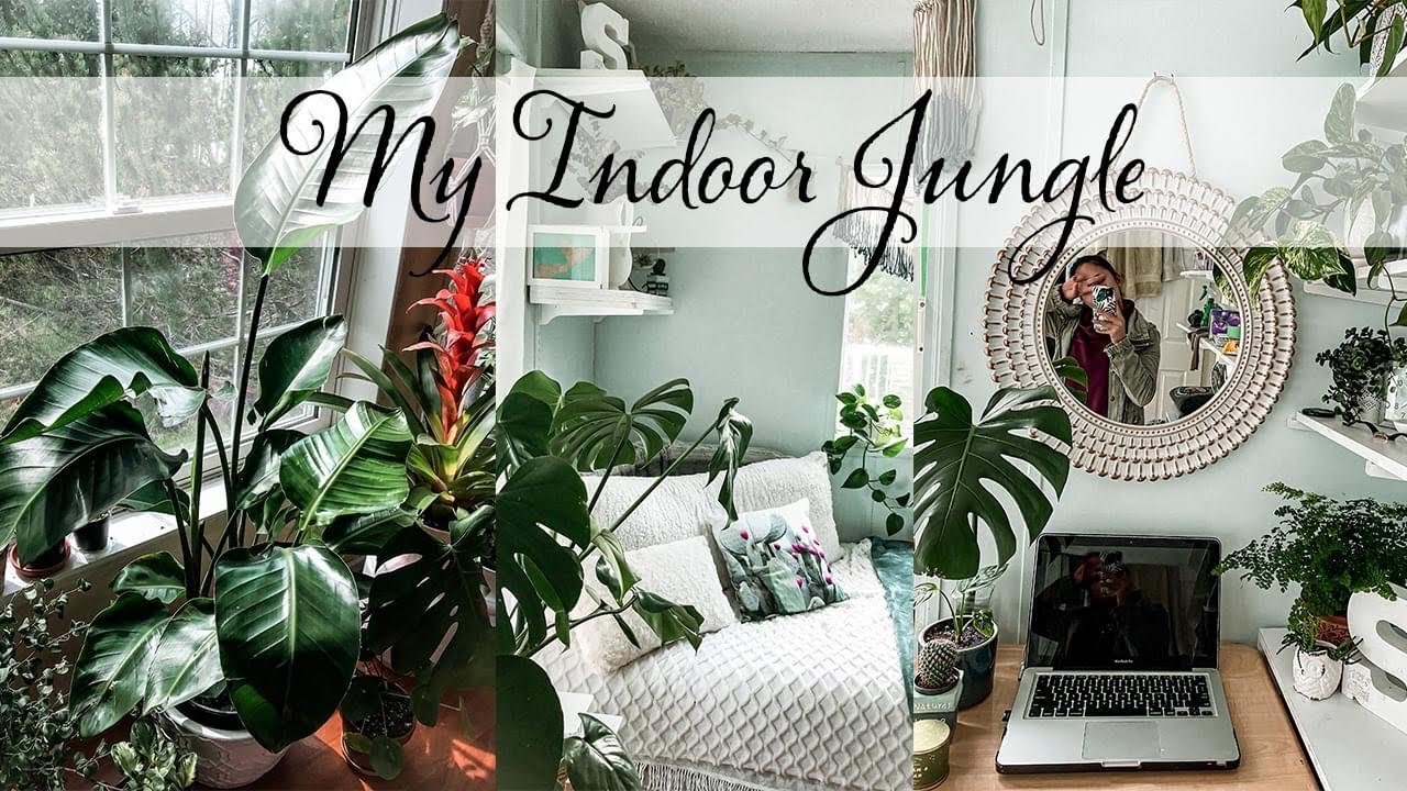 Houseplant Tour of Summer 2020 (UPDATED) | Plantiful Bliss