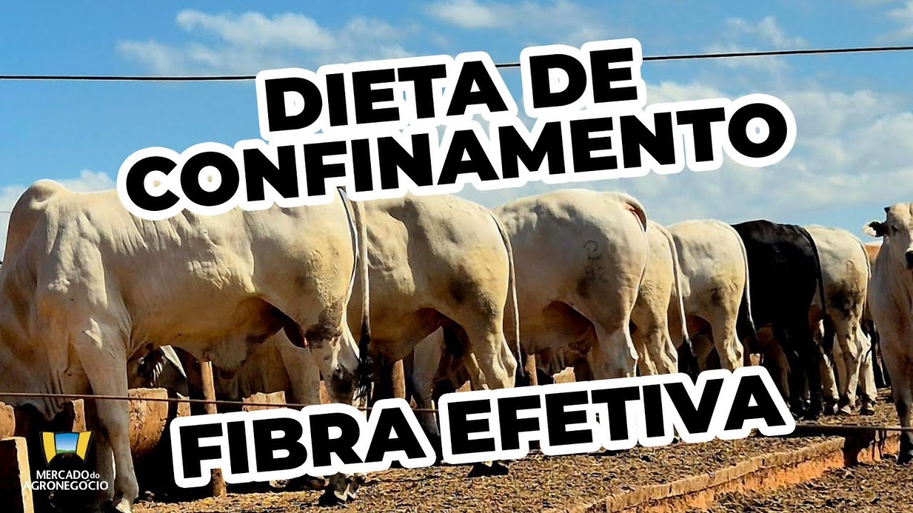 Dieta de confinamento Fibra Efetiva
