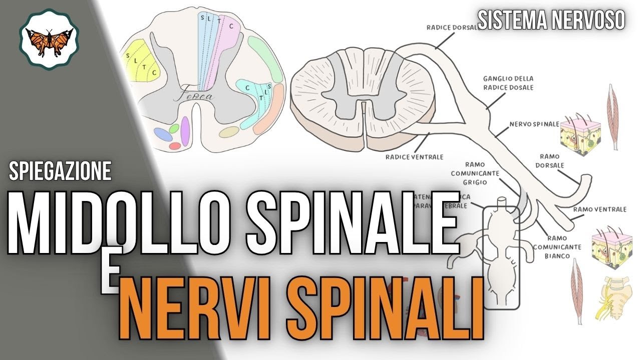 Midollo Spinale e Nervi Spinali | Anatomia, Struttura e Funzioni