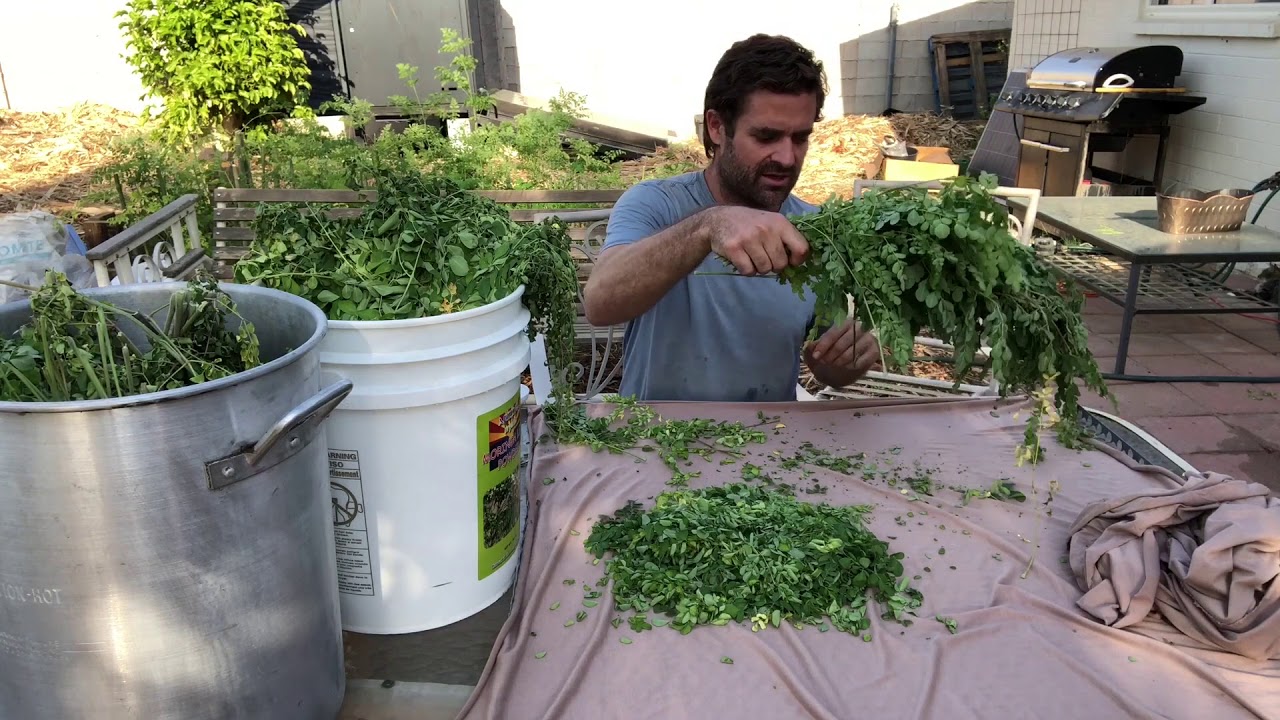 Intensive Moringa Harvest Part2 - Ep211
