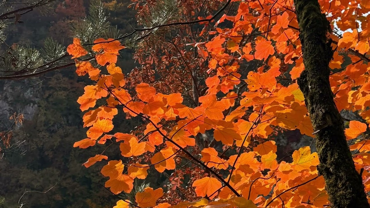 Autumn - 10/2025