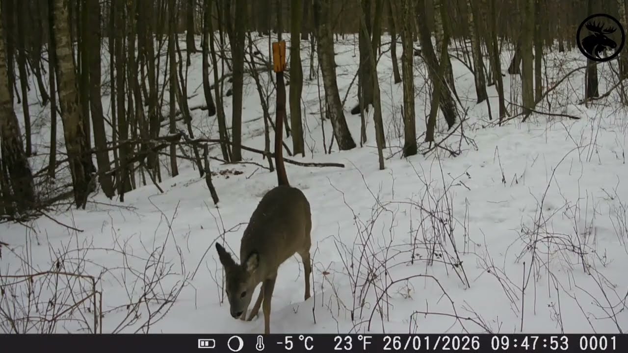 Filmy z foto pułapki 3. Co nagrało się przy paśniku i lizawce ? 