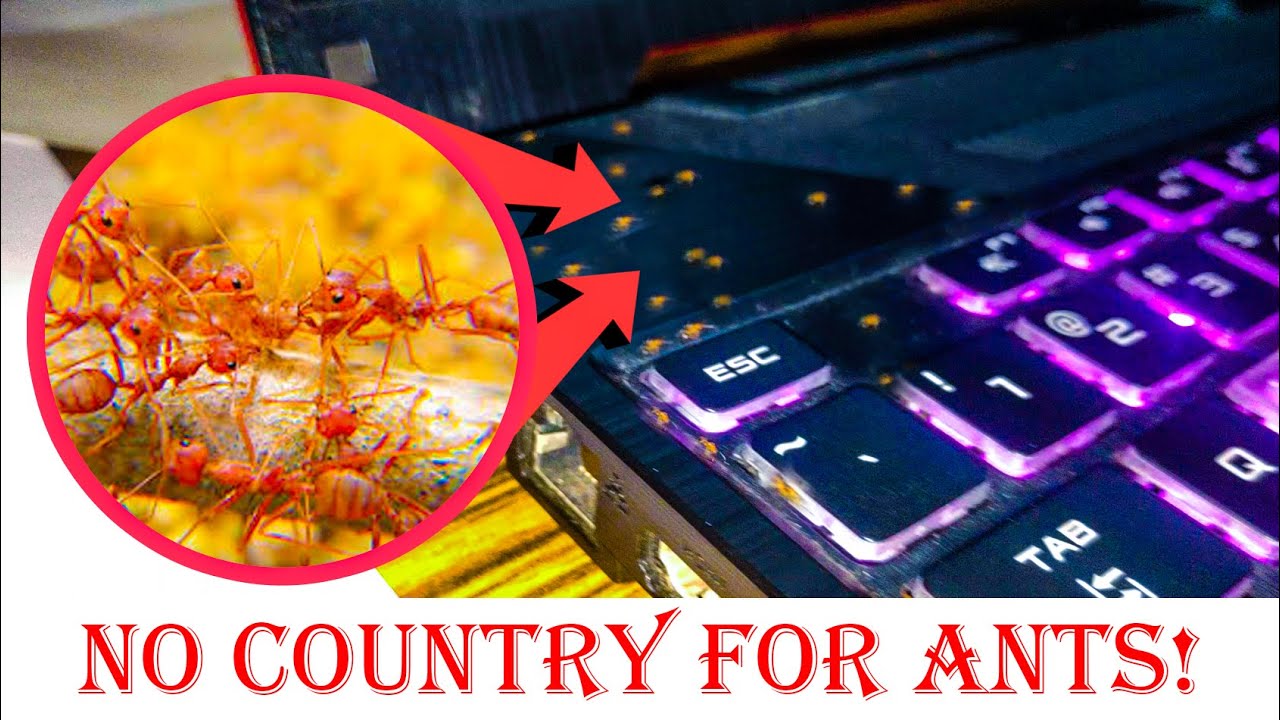 How To Get Rid of ANTS From Laptop?! - WHY & HOW?