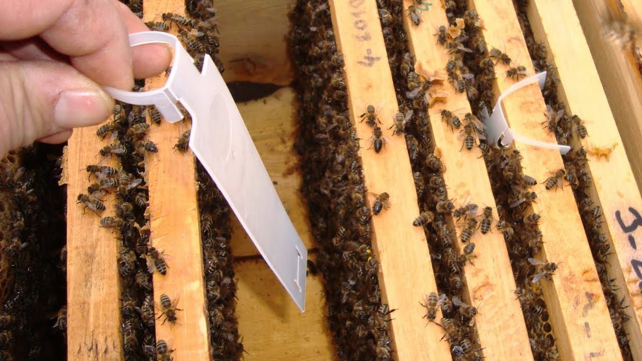 Arılara Varroa İçin Şerit Verme İşlemi