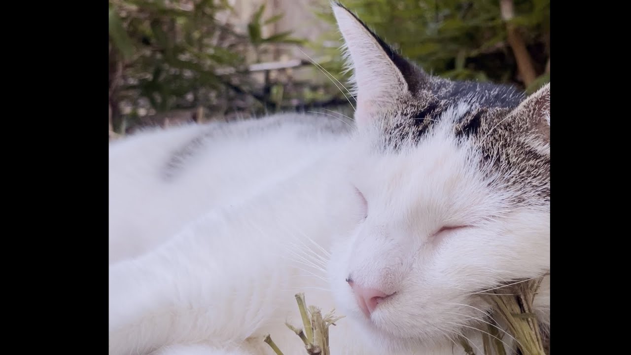 Backyard Animals - Sleepy Kitty Big Tex and Happy Doggo Obi ft. Birds :) Immersive Audio
