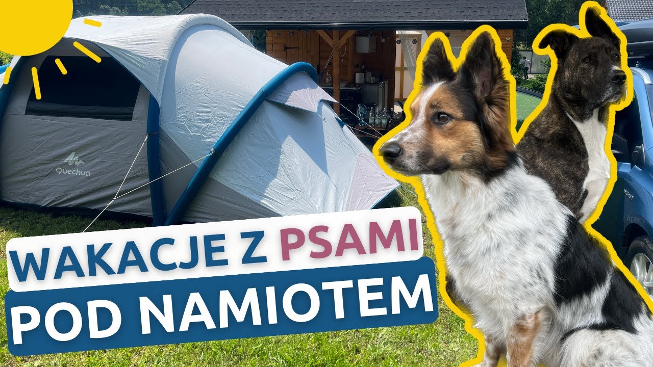Jak przygotować namiot na wakacje z psem? Psy pod namiotem⛺️