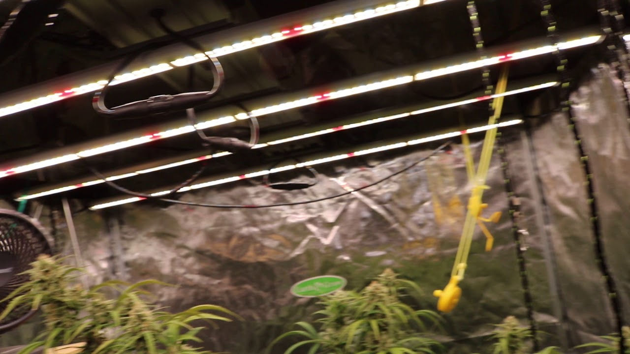 AUTO GROW ( March 3,2019 ) REMONUTRIENTS,FEROCIOUS,FISHSHIT,Z7,TERPENEZ,