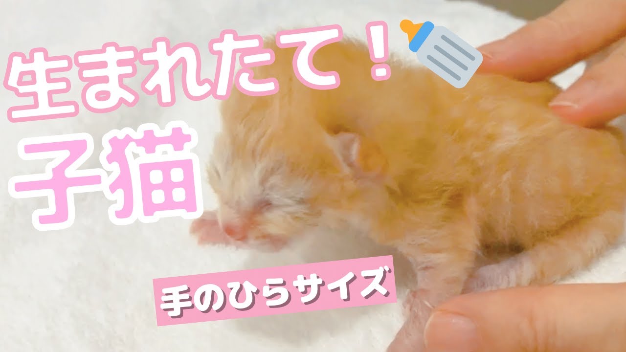 赤ちゃん猫のお世話【保護猫・子猫】