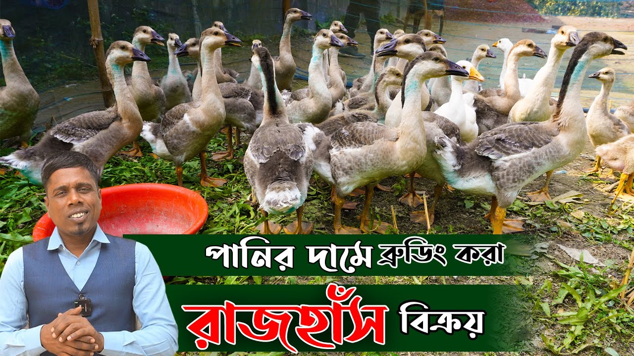 পানির দামে ব্রুডিং করা রাজহাঁস কিনুন | ১৫ দিন বয়স থেকে ২ মাস পর্যন্ত | Khamar Bangla 24.