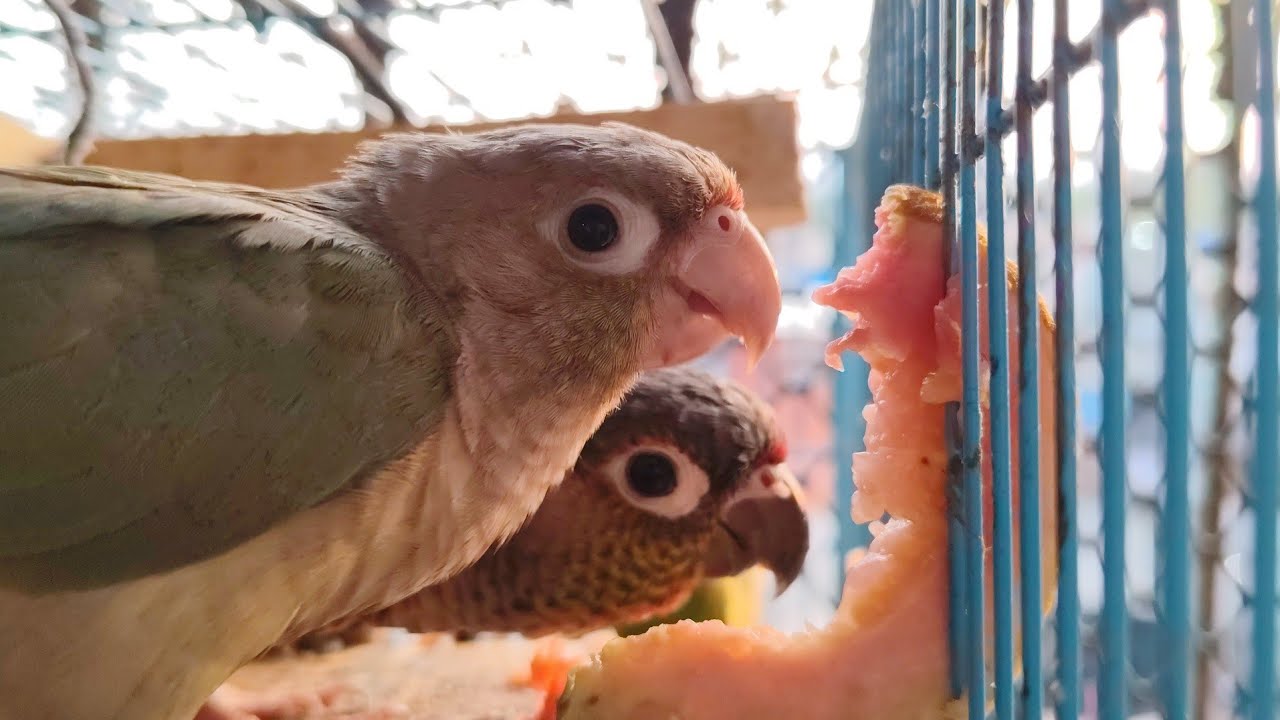 Conure parrots eating guava 😋😋and having fun😝#parrot 🦜#conure #vlog 