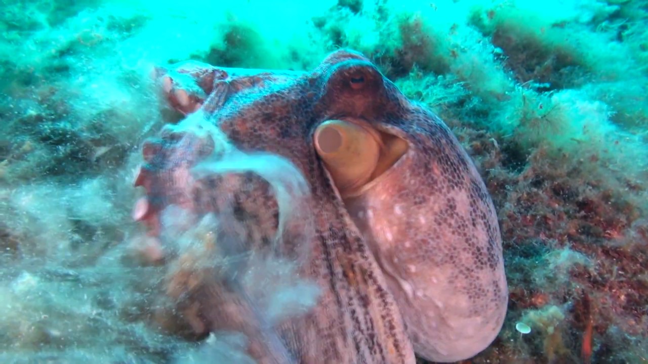 DIVING Sardegna Italy 2019