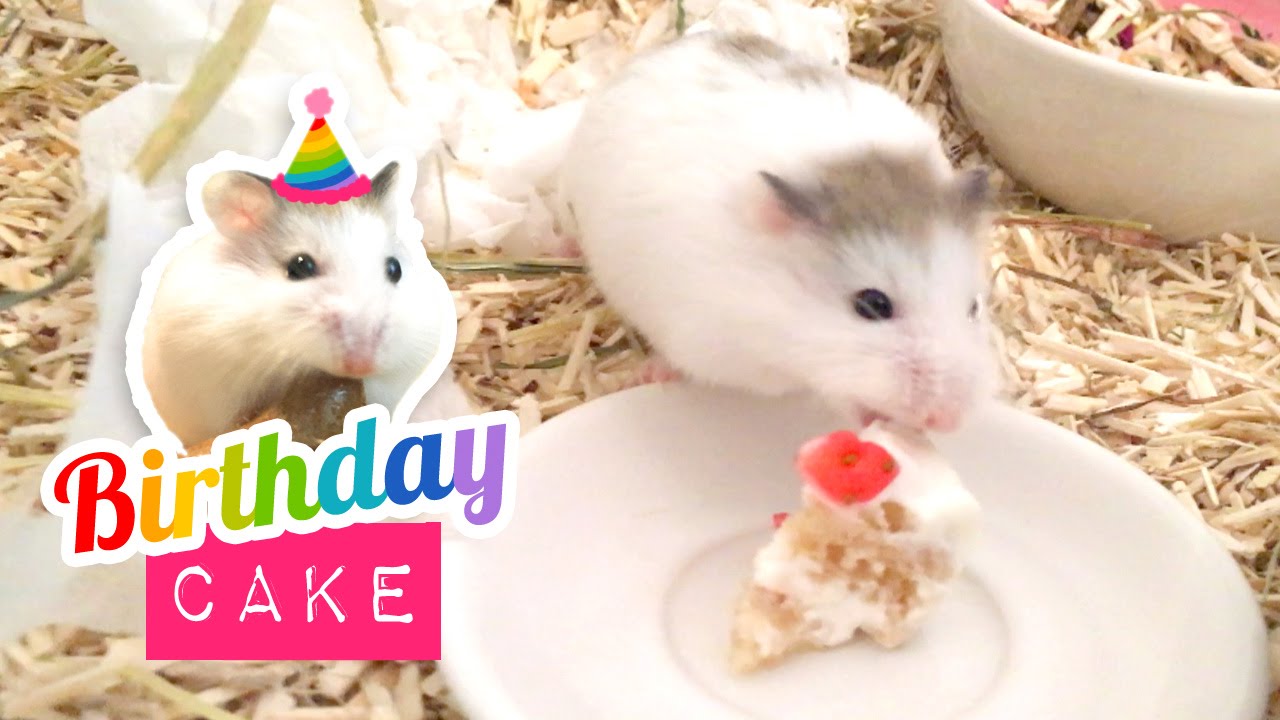 Tiny Hamster gets a BIRTHDAY CAKE! Cute Miniature Cake DIY