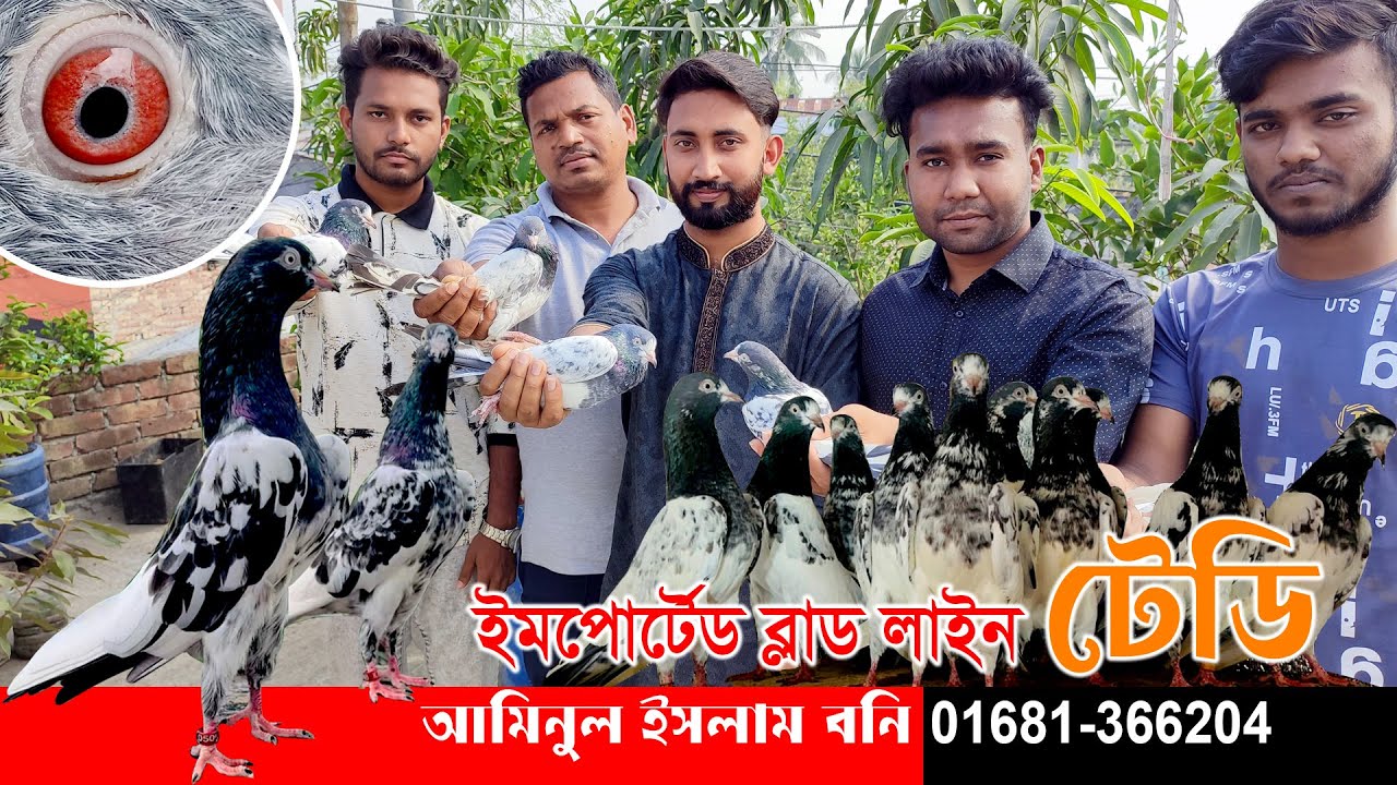 Imported Bloodline High Flying Pigeon।। ইমপোর্টেড ব্লাড লাইনের অরজিনাল হাই ফ্লাইং কবুতর