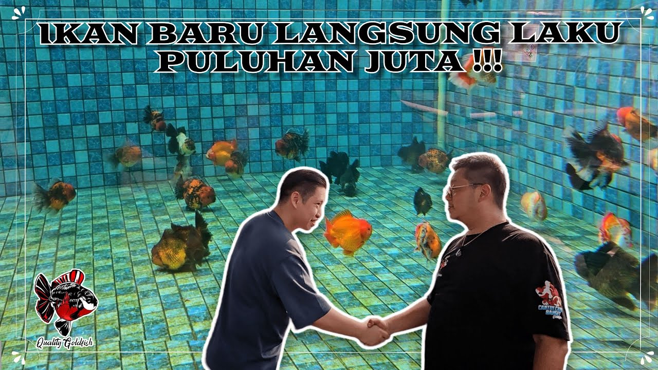 LUAR BIASA !!! IKAN BARU LANGSUNG LAKU PULUHAN  JUTA !!!