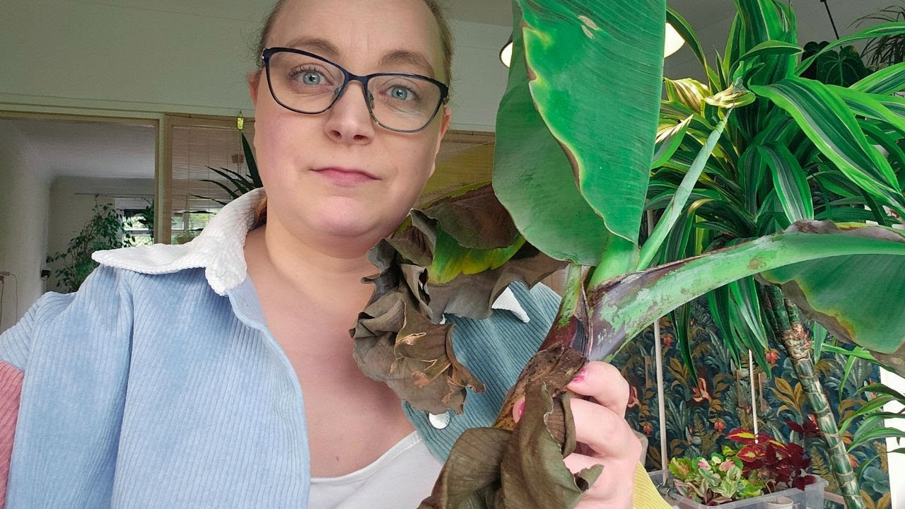 De plantenkamer #1 Het bananenbos