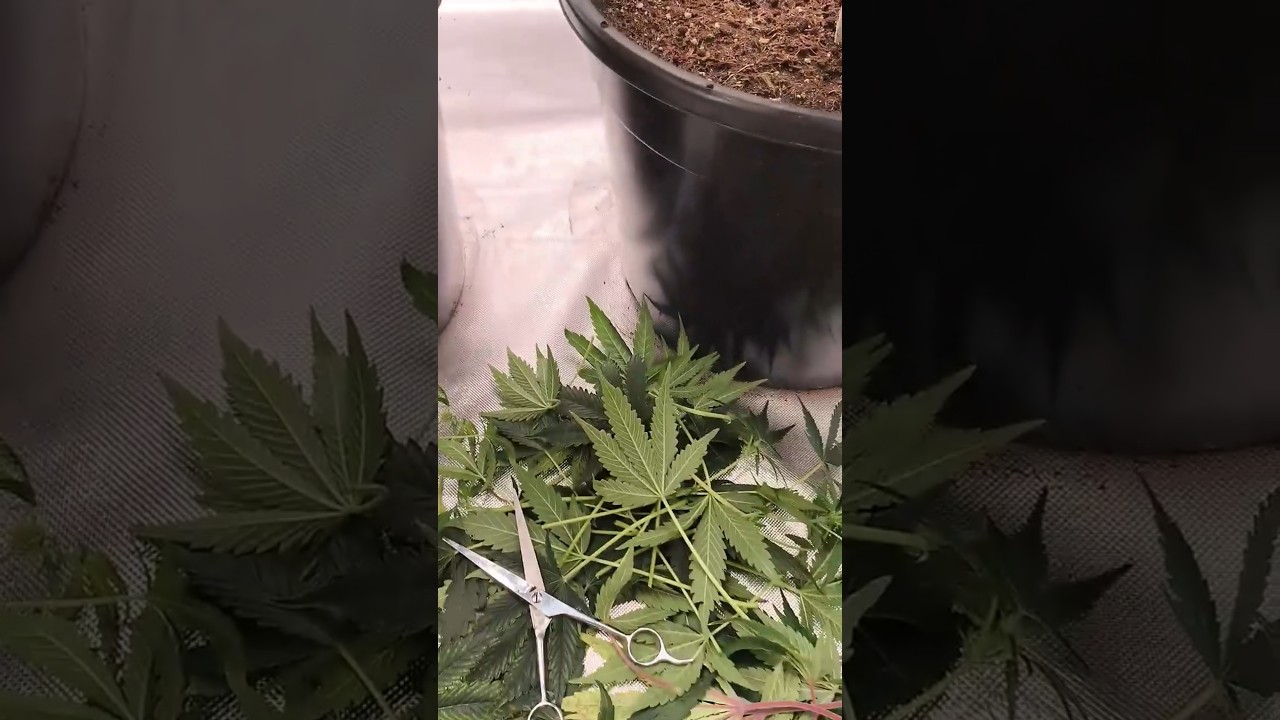 Tag 57 seit Keimung - Video Online☝🏼| Fastbuds & Spider Farmer Run 