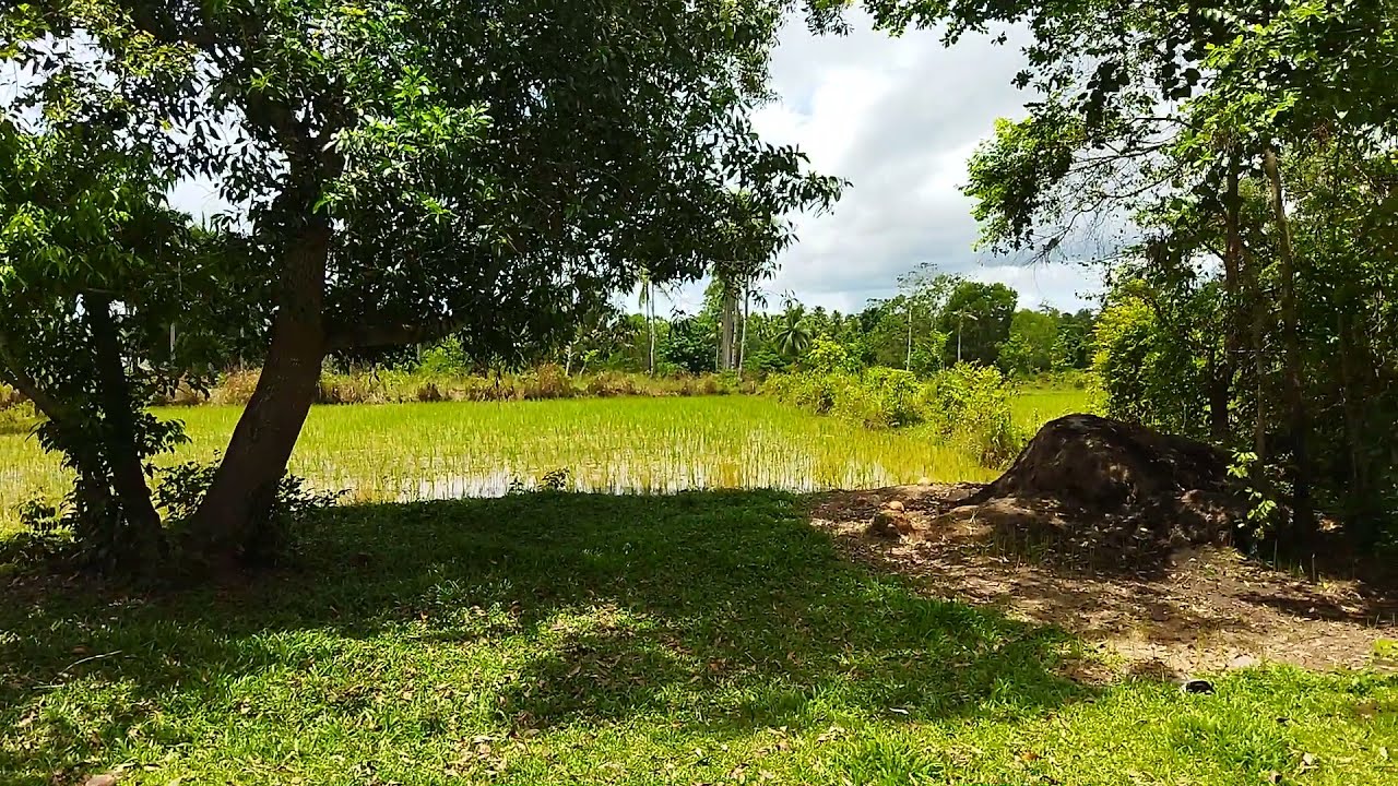Farm lot for sale in Trinidad, Bohol | 9,000 sqm /1.4M peso