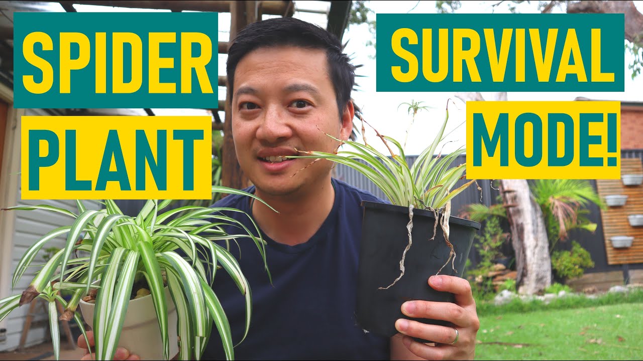 How I SAVED This SPIDER PLANT -  Plant Care Tips!